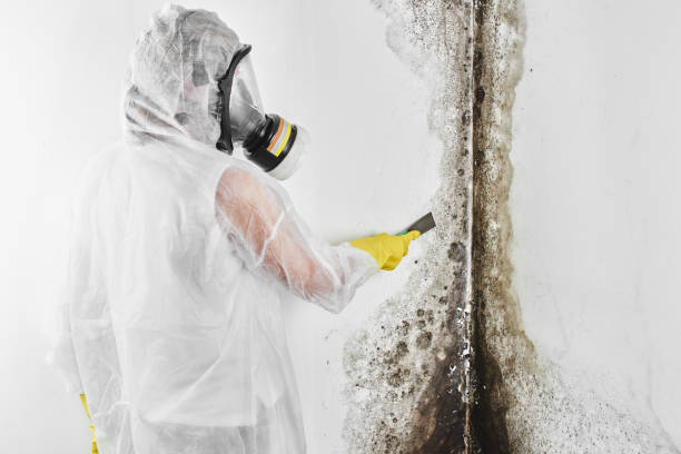Professional Mold Remediation in South Eliot, ME